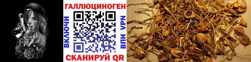 Псилоцибиновые грибы Cubensis  Курган 